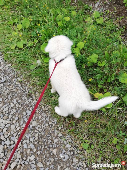 Owczarek podhalański szczenięta Owczarek Zasadne