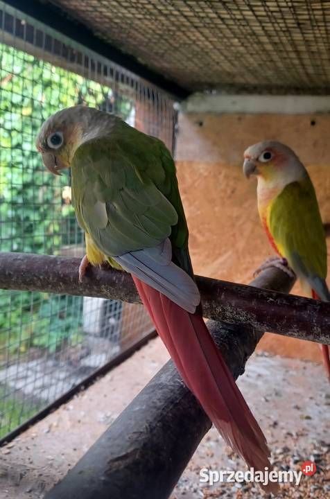 Sprzedam Parę Rudosterek sprzedam