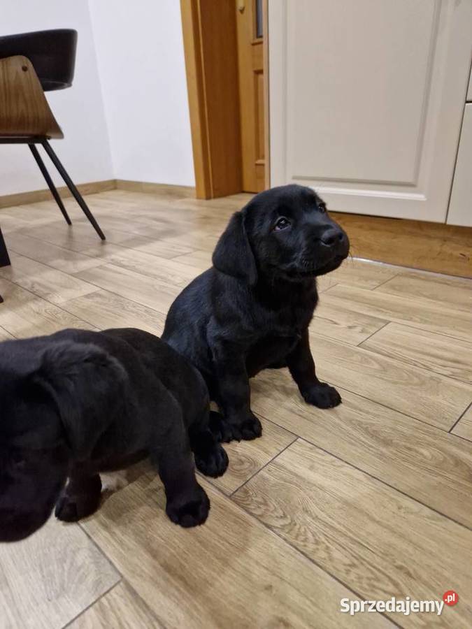 Labrador Retriever suczka gotowa do odbioru Gostyń