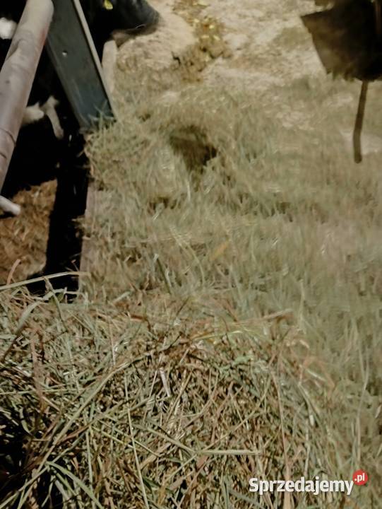 Siano baloty bale owsionka słoma z trawą Pinczyn