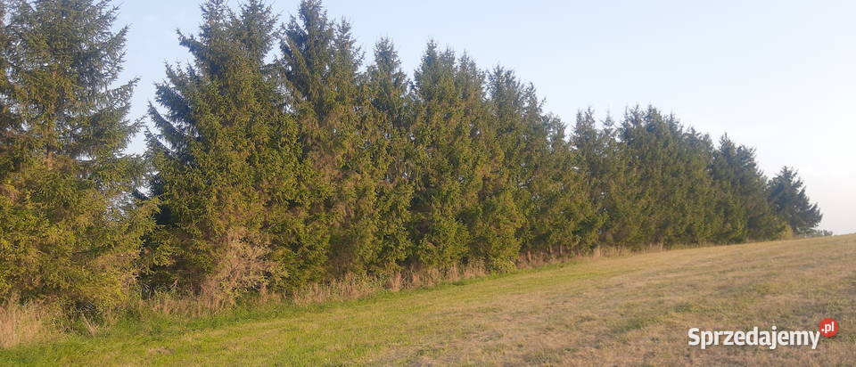 Mazury jeziorem warunki zabudowy 5800m2 Kruklin