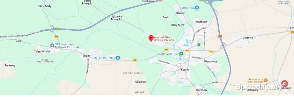 Sośnica japońska parasolowata sadzonka 4050 Kępno