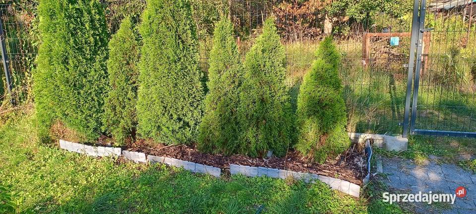 Działka ROD Wodą Gliwice