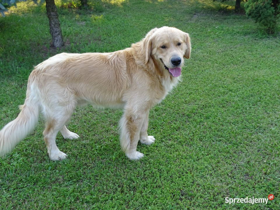 Golden retriever 15 miesięczny mazowieckie Przysucha