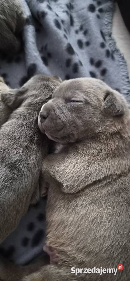 Cane corso Cane Corso Bychawa