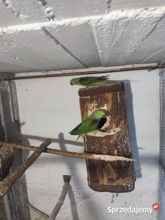 Aleksandretty wielkie dwa samce Pszczyna