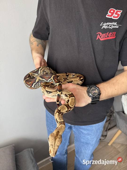 Wąż boa samica na sprzedaż Żory