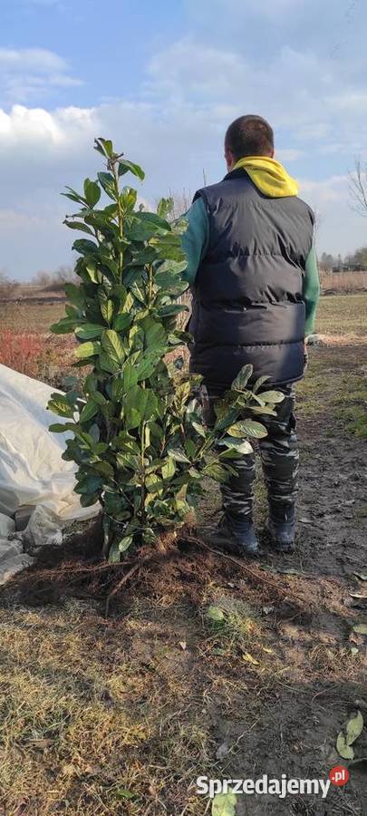 Laurowiśnia do 140 WYPRZEDAŻ Rzeszów