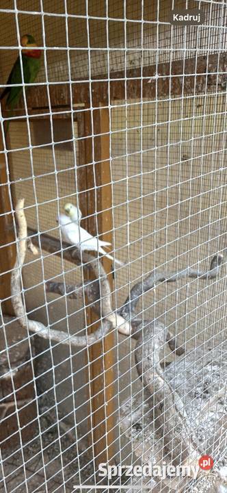 Papugi faliste Lubska