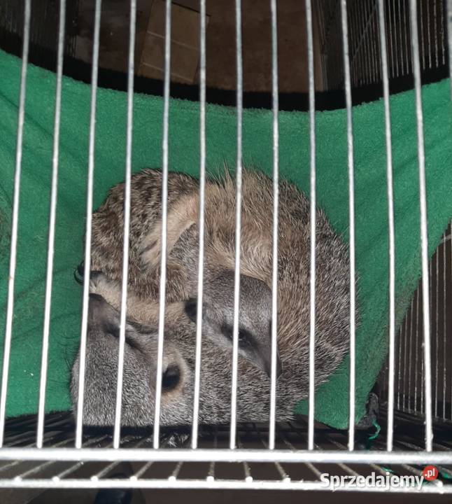Sprzedam parę surykatek Krosno sprzedam