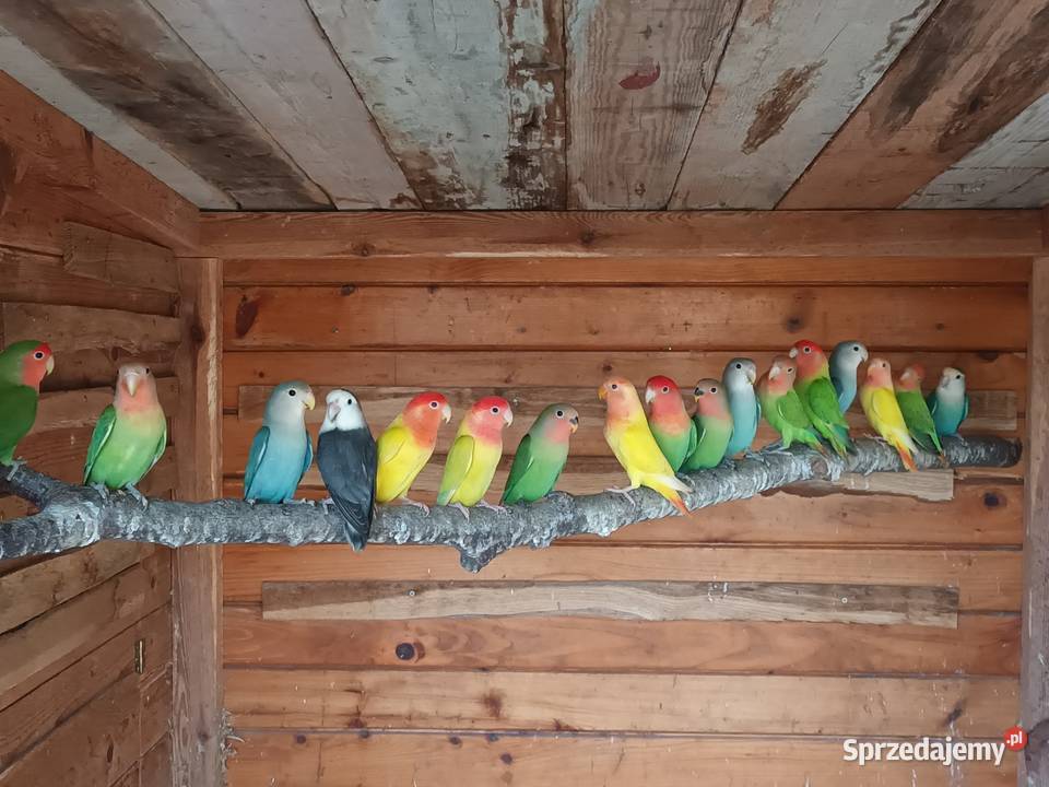 Nierozłączki śląskie