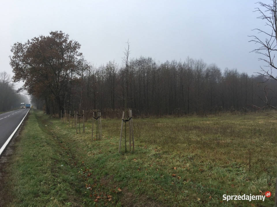 Budowlana 1672m2 z możliwością kupienia większej Choiny sprzedam