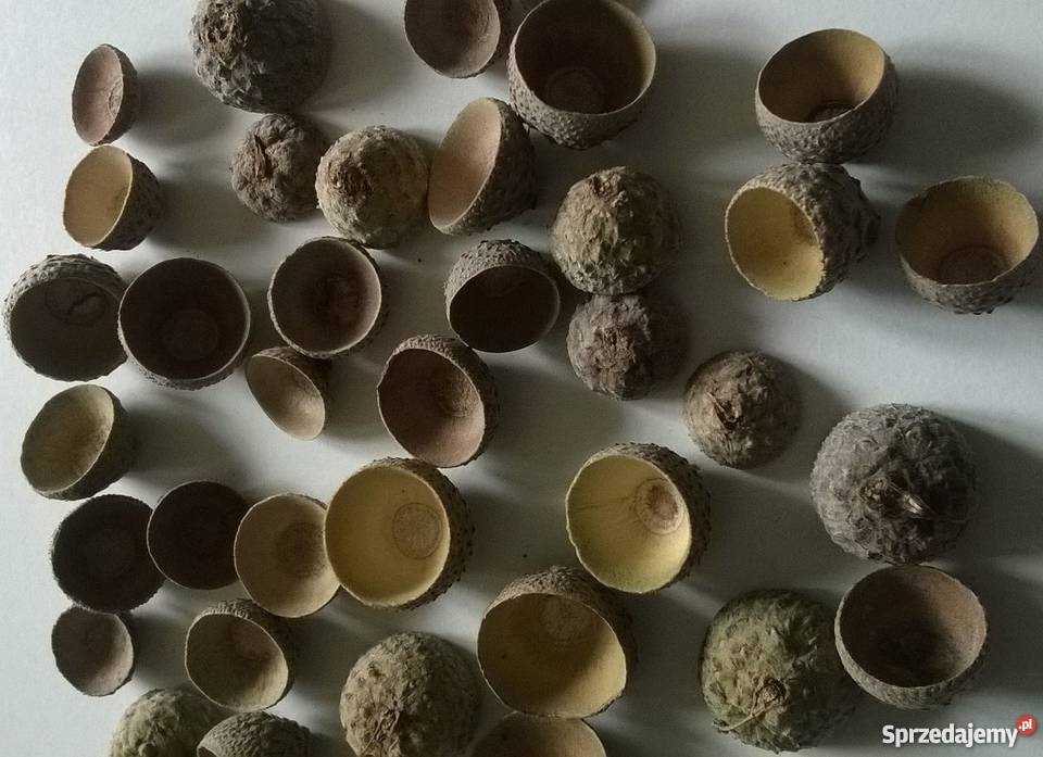 Żołędzie naturalne kapelusze susz 100 sztuk Rękodzieło Gdańsk sprzedam
