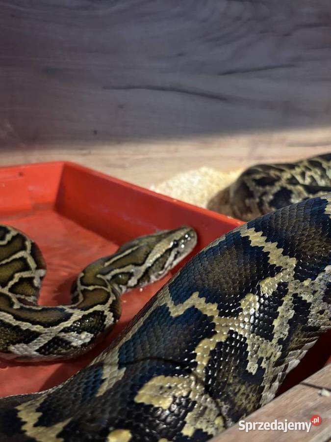 Pyton birmański tygrysi samiec classic het małopolskie Spytkowice