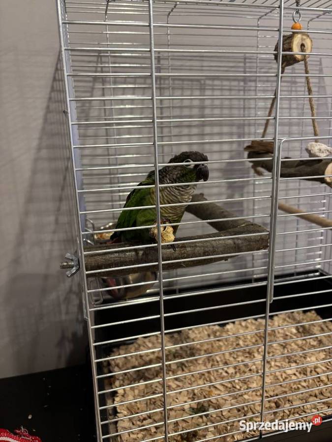 Papuga Rudosterka Ptaki Warszawa