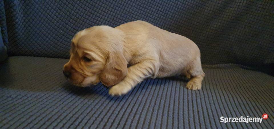 Cocker Spaniel Angielski suczka Zwierzęta Radom