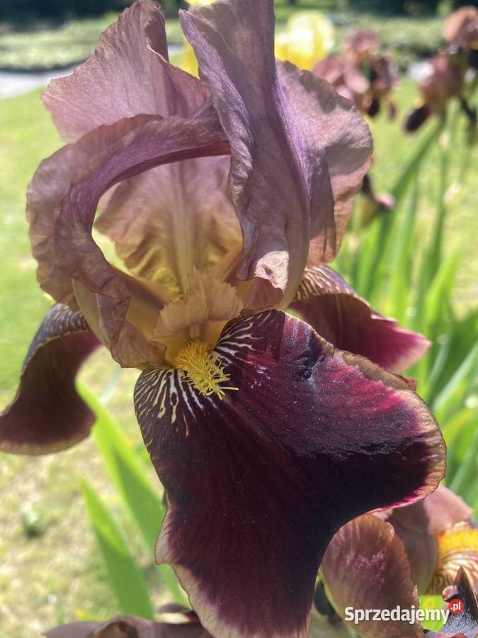 Kosaciec Irys mix kolorów Lublin