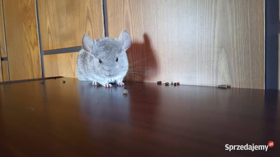 Szynszyle szynszyla młode kolorowe Jastrzębie-Zdrój