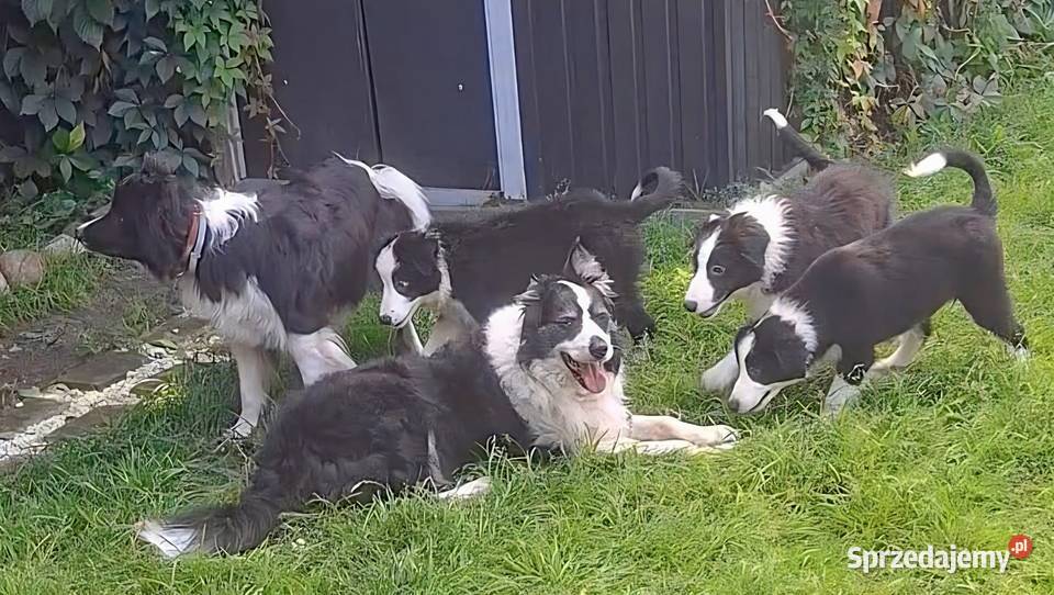 Piękny piesek border collie Łódź