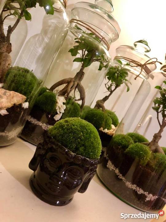 Las w słoiku 40 wysokości prezent podziękowanie dolnośląskie