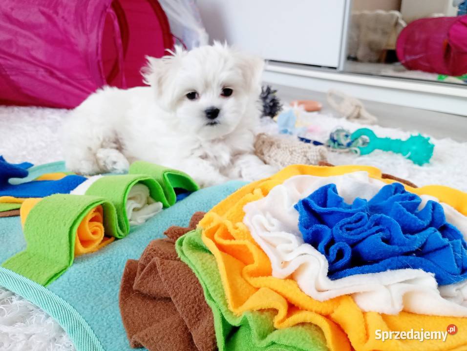 Maltańczyk szczenię BOY