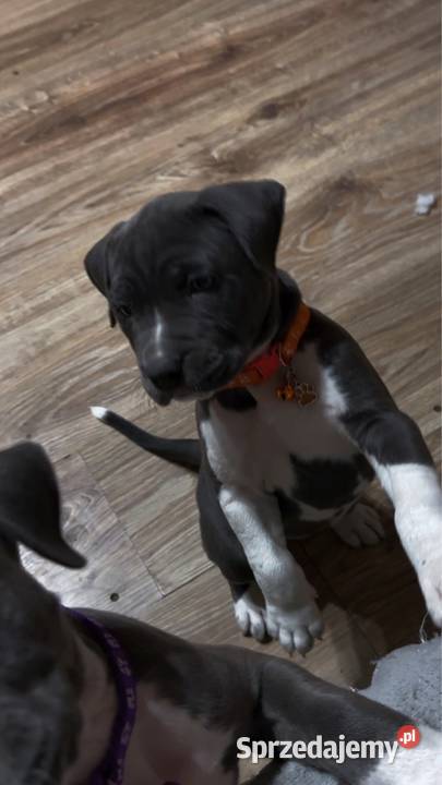 Piękne szczeniaki rasy American Staffordshire Cedynia