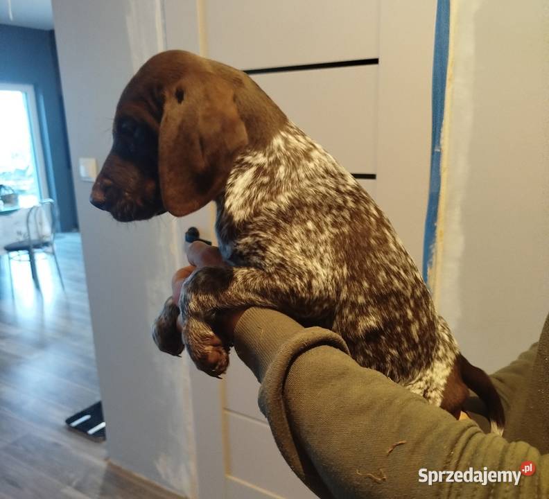 Wyżeł niemiecki krótkowłosy Wolbrom