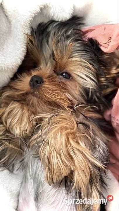 Hodowla Edi Stars ZKwPFCI Yorkshire Terrier z Bydgoszcz