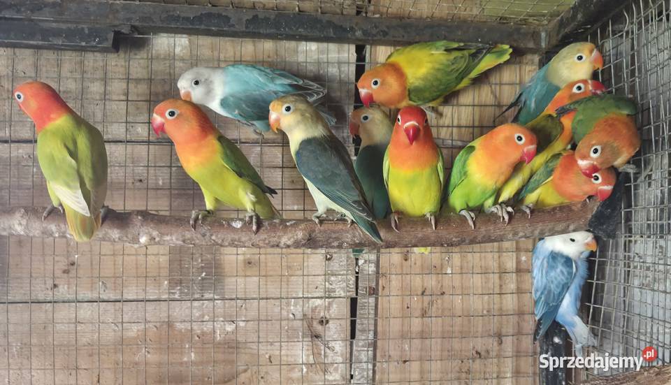 Nierozłączki Fischery sprzedam