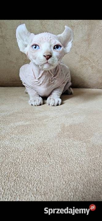 Gotowy do odbioru BIAŁY SFINKS SPH SPHYNX domowa Jaworzyna Śląska