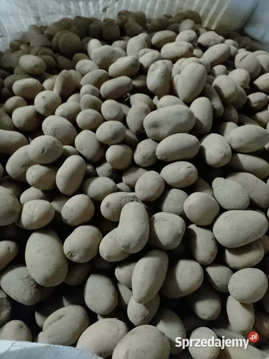 Sprzedam ziemniaki Queen Anna OPAKOWANIE BIG BAG