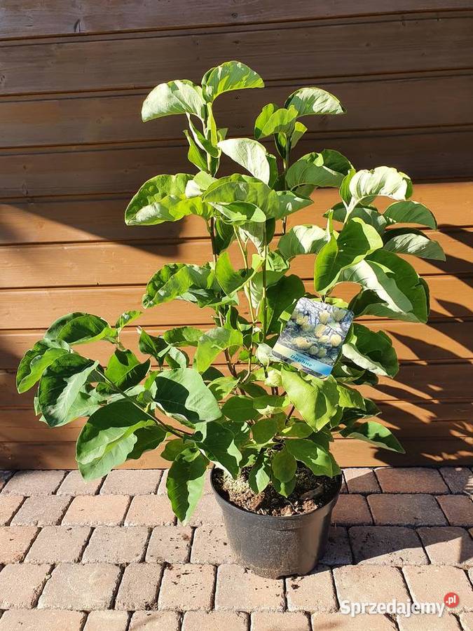 Magnolia krzewy ozdobne Simoradz