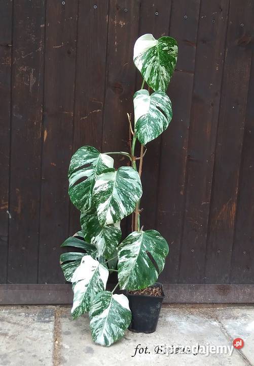 Monstera Variegata Wariegata Skawina