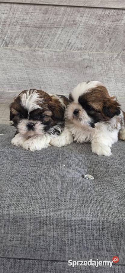 Shih Tzu suczki I piesek Przysucha sprzedam