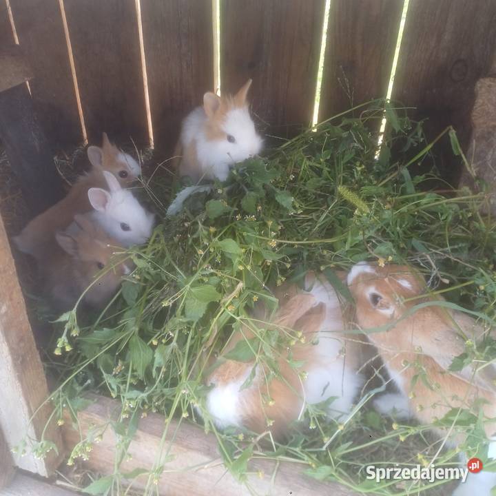 Kroliczki miniaturki Łask