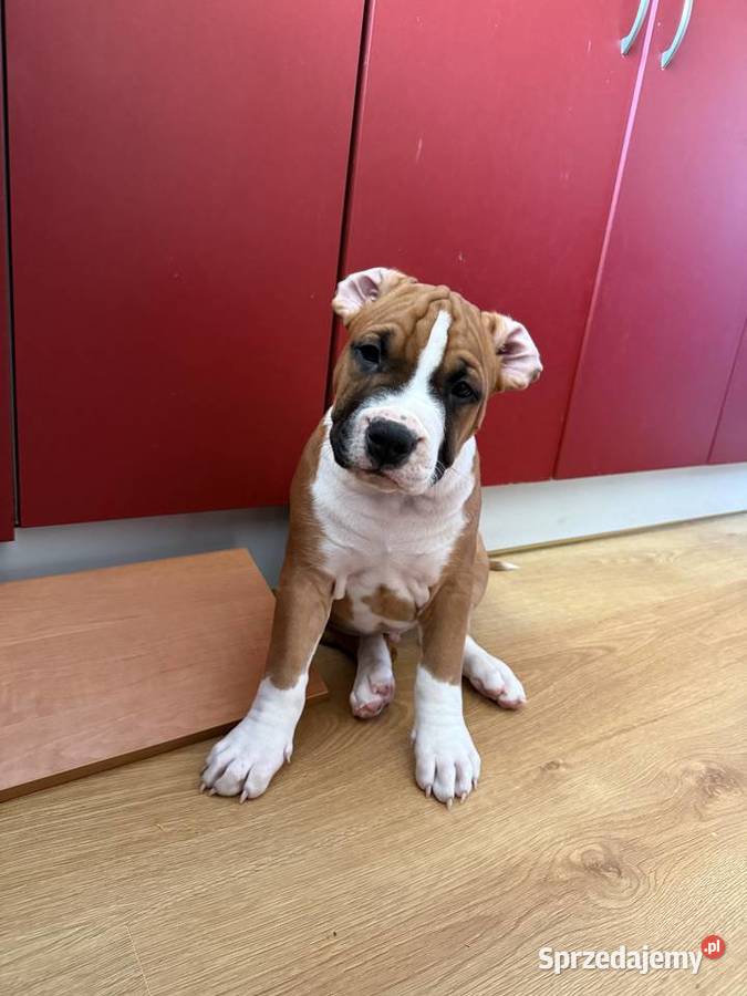 Amstaff FCI gotowy 11052026 do odbioru sprzedam
