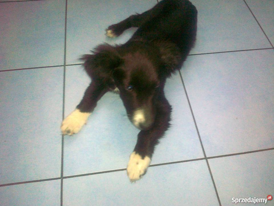 piesek do adopcji łódzkie