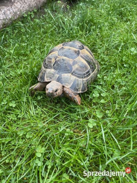 SPRZEDAM ŻÓŁWIA LĄDOWEGO mazowieckie