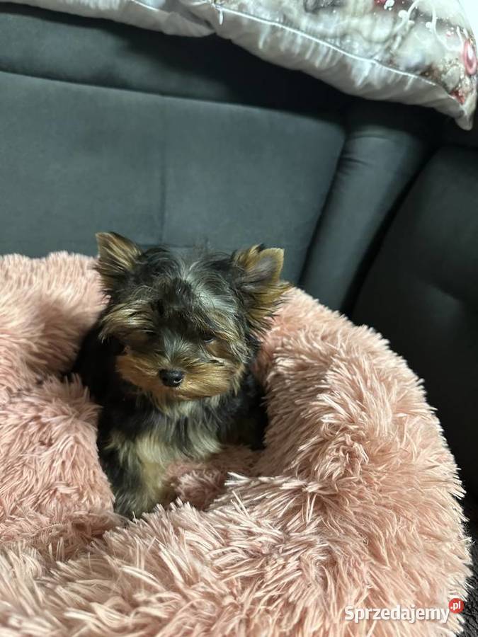 Yorkshire Terrier Wrocław