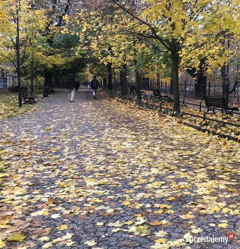 2pok 58met Podwale PIWNICA Wrocław