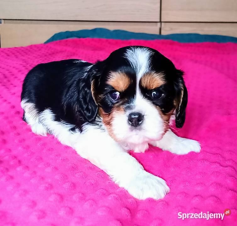 Piękny piesek Cavalier z rodowodem i wyprawką Łódź
