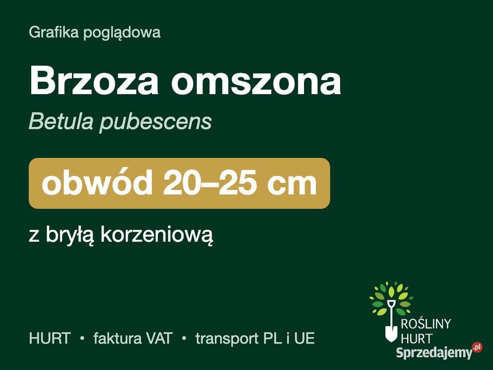 Brzoza omszona Betula pubescens obwód 2025 z