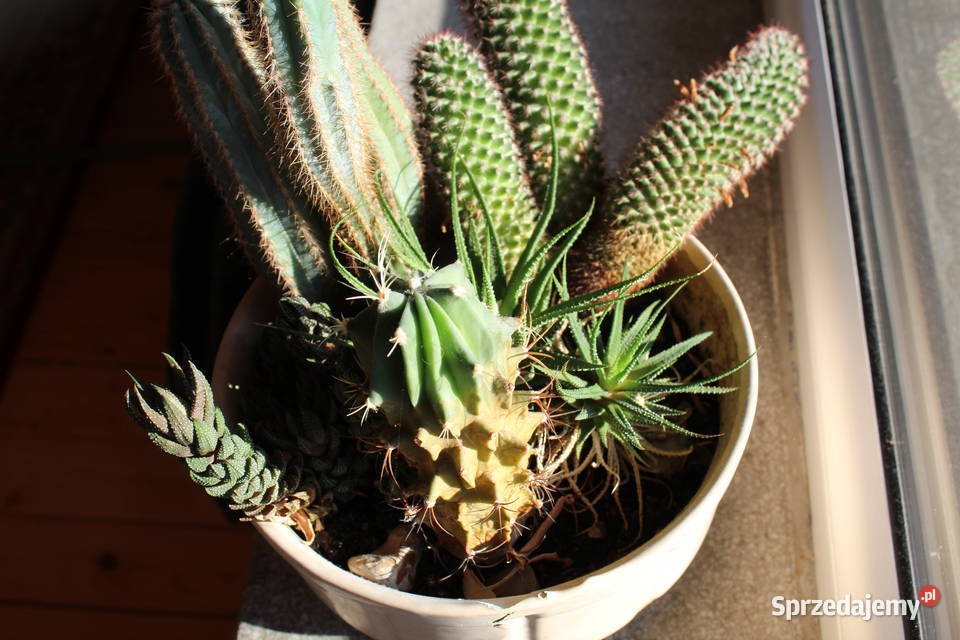 Sukulenty Kaktusy Żywe 5 Rodzajów 47 Kwiaty sprzedam