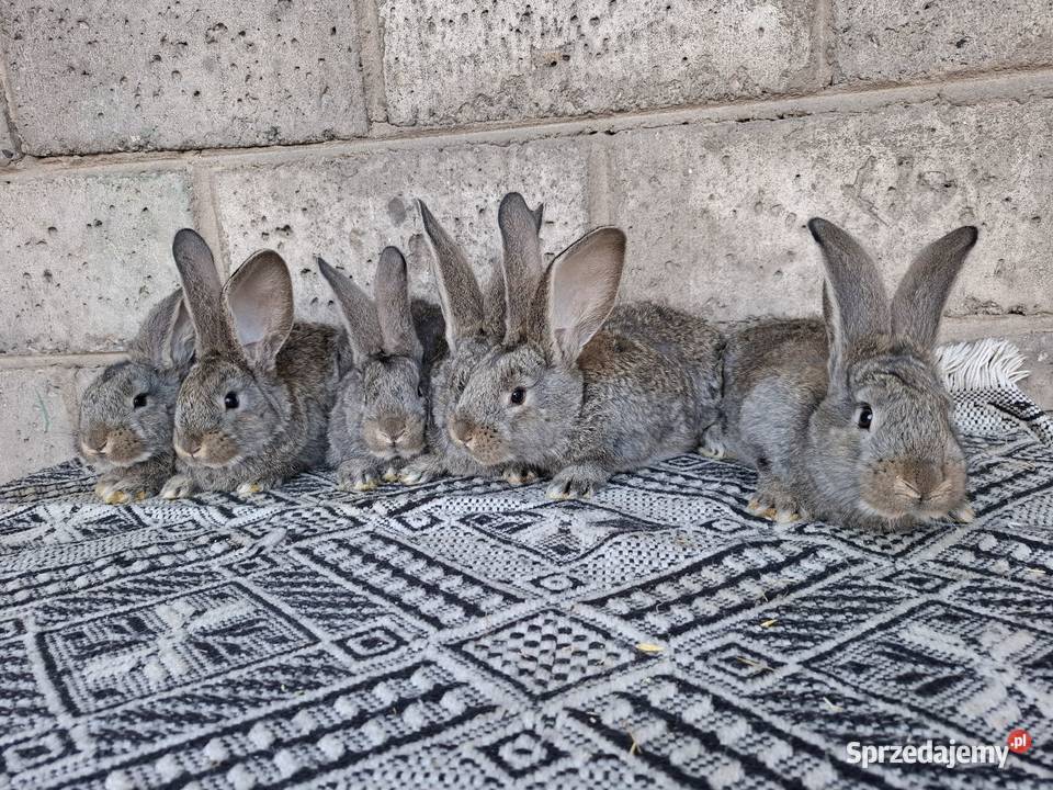 Olbrzym Belgijski Radom