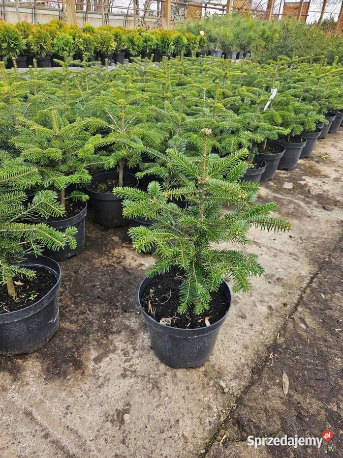 Jodła Kaukaska Jodła Koreańska Proszowice