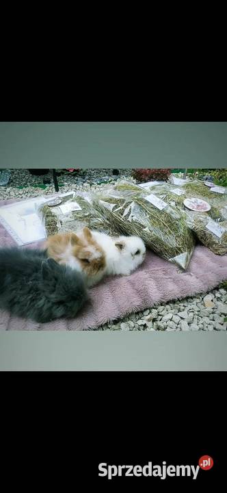 karzełek teddy królik miniaturka mini lop mini Rzeszów