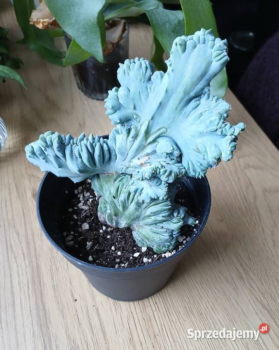 Myrtillocactus geometrizans cristata śląskie Częstochowa