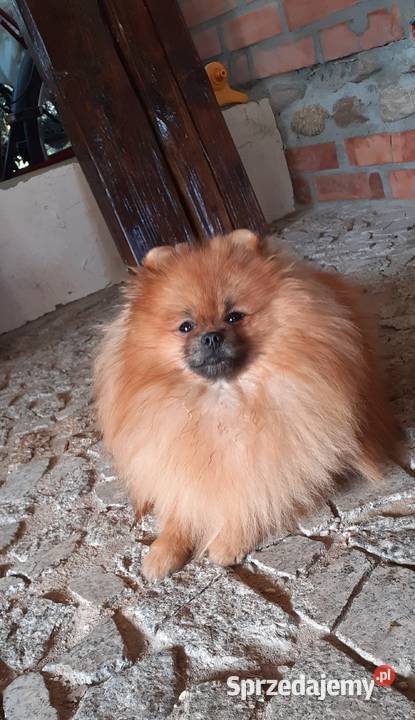 Reproduktor FCI pomeranian