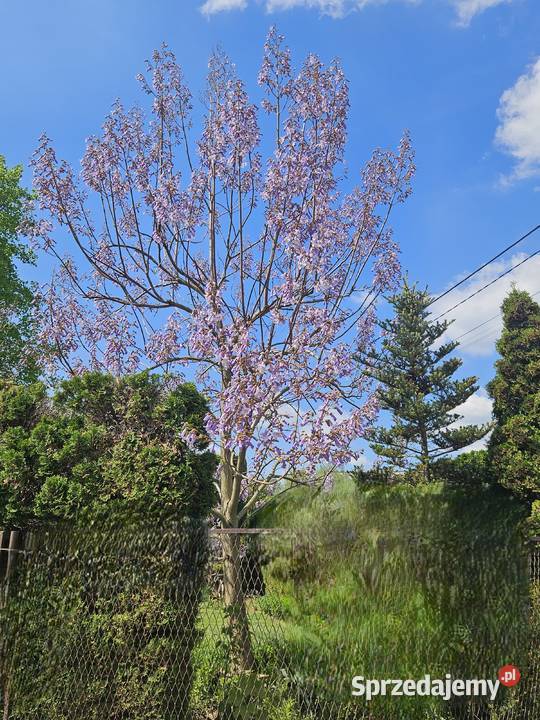 drzewo tlenowe - paulownia