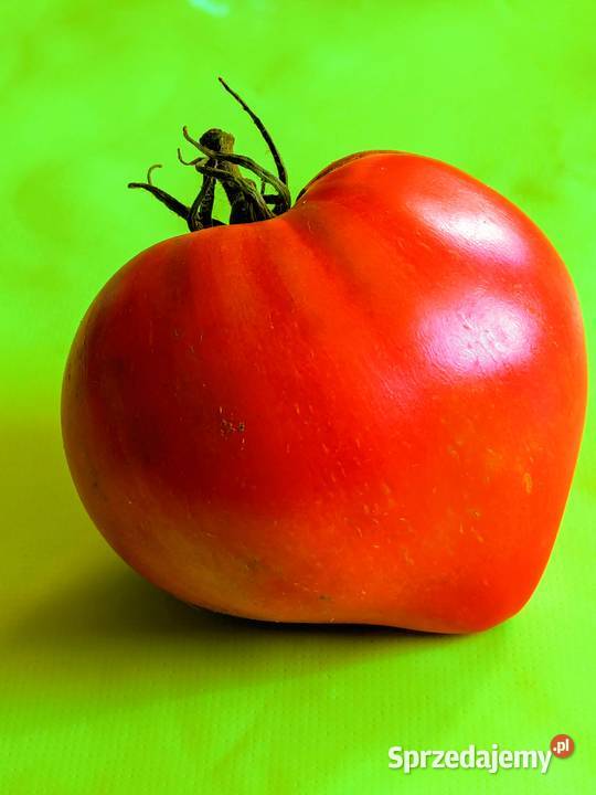 Bawole serce pomidor nasiona starej odmiany Dom i Ogród Kraków